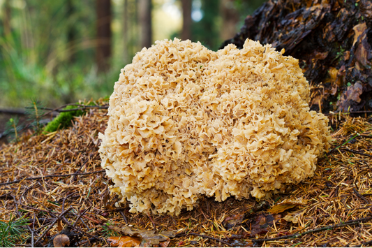 Cauliflower Mushroom: Unveiling the Secrets of a Culinary Treasure