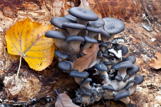Blue Oyster Mushroom: A Spectacular Fungi with Exceptional Benefits
