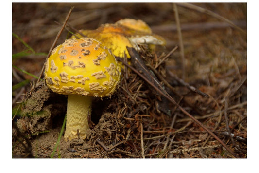 Yellow Mushroom: Exploring the Vibrant Yet Mysterious Fungi