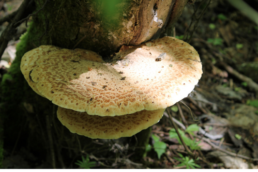 Pheasant Back Mushroom: Nature's Unique Delicacy Unveiled