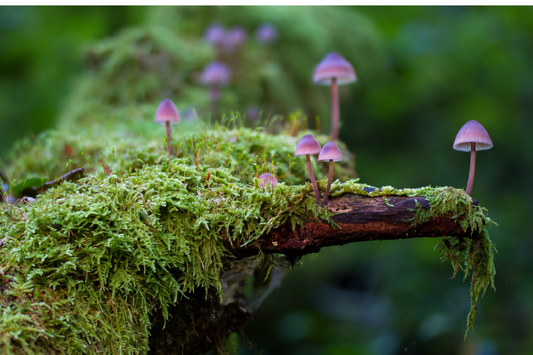 Purple Mushroom: Discovering the Allure of Rare Fungi