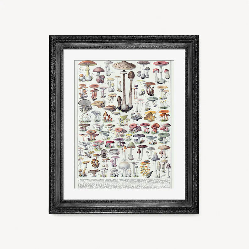  Encyclopedic-style mushroom illustration poster in a textured black frame, featuring a variety of mushrooms in natural colors with detailed descriptions, suitable for educational wall art.