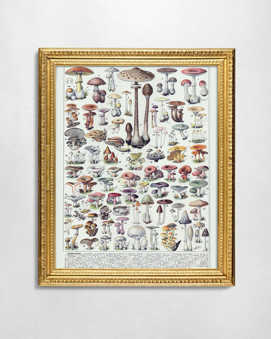  Vintage-style framed poster showcasing a variety of meticulously illustrated mushrooms in different shapes and colors, complete with annotations, displayed on a light background.